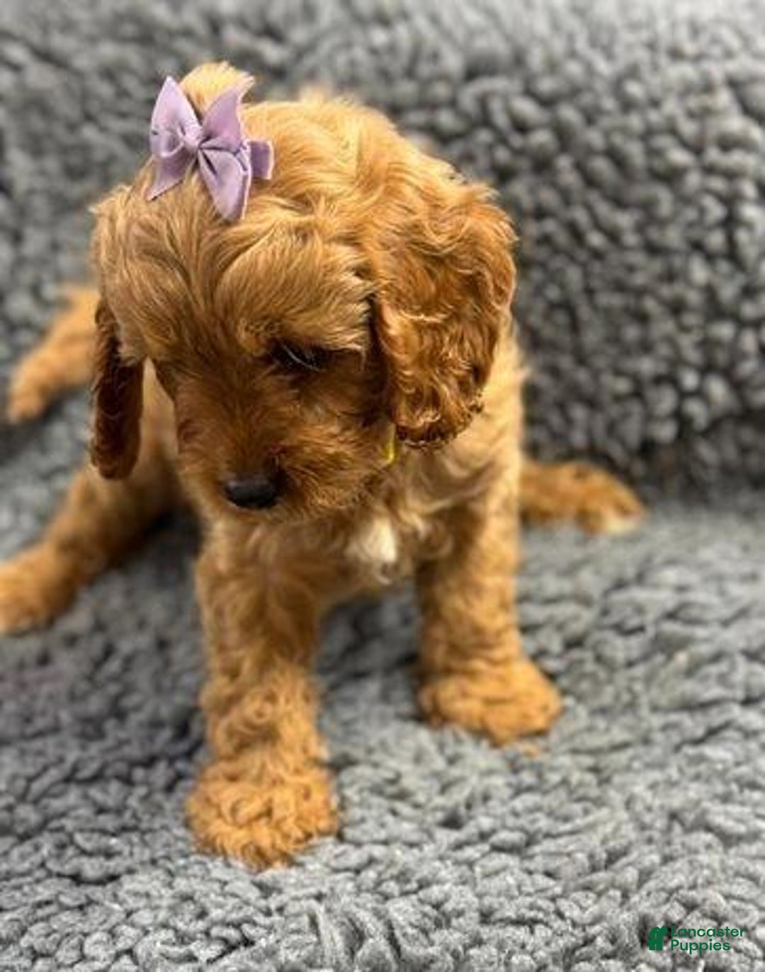 Cavapoo dogs for sale: Jordan - Ad 6
