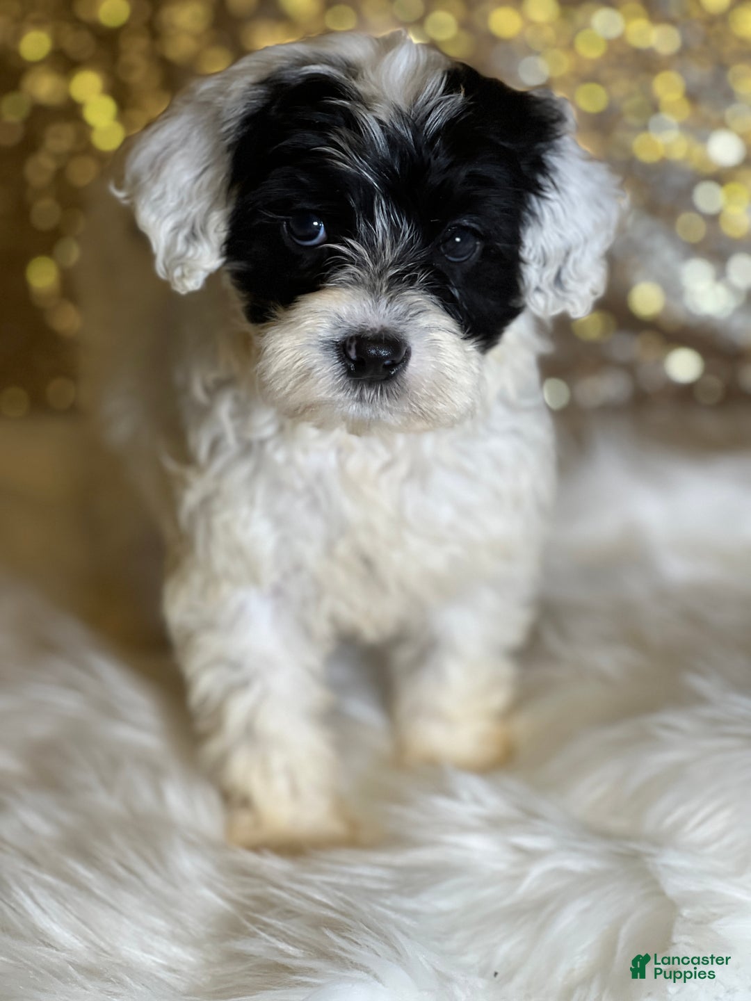 Portuguese Water Dog dogs for sale: Bella - Ad 1