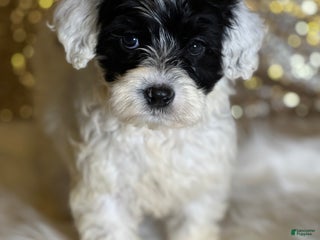 Portuguese Water Dog dogs Bella - Ad 23