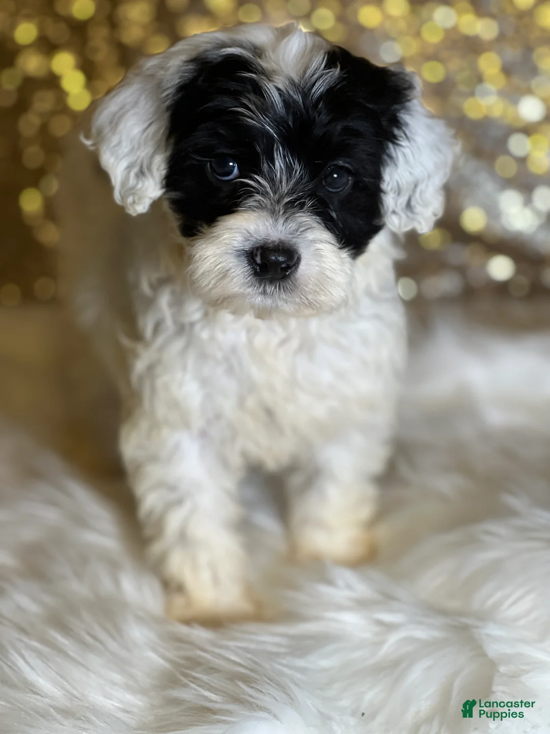 Portuguese Water Dog dogs for sale: Bella - Ad 1