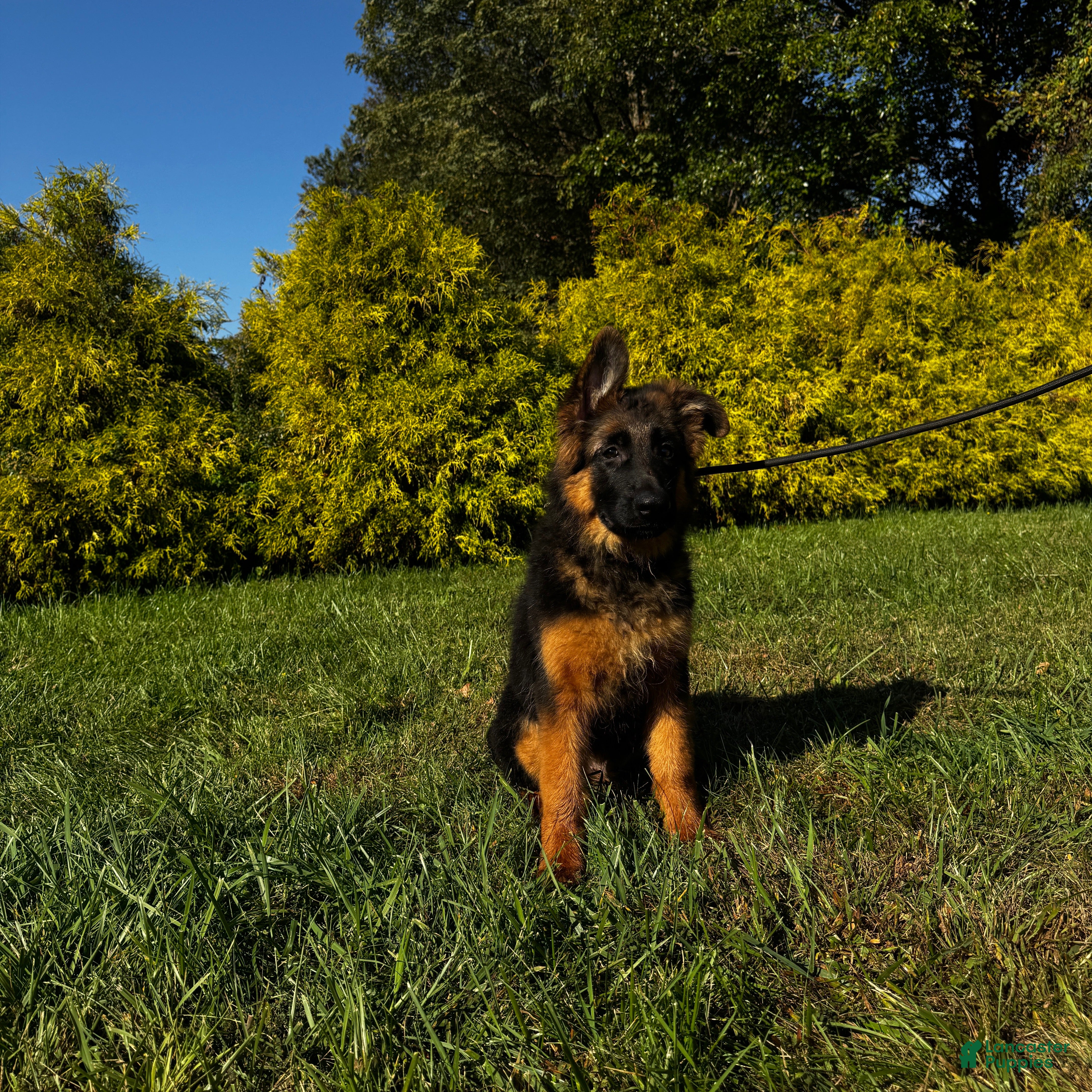 German Shepherd dogs Black - Ad 2