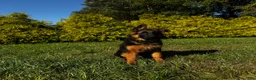 German Shepherd dogs for sale: Black - Ad 2