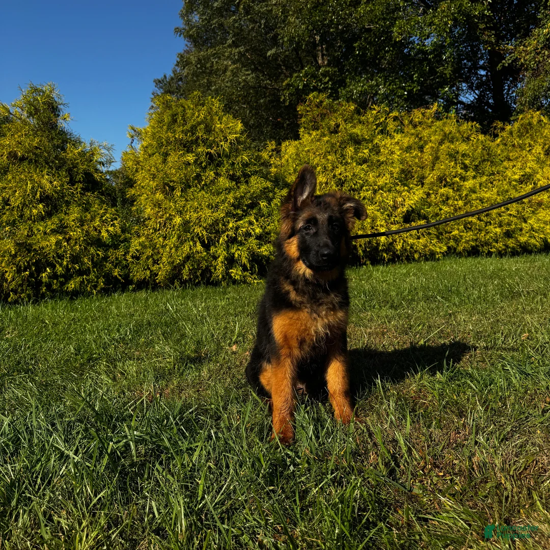 German Shepherd dogs for sale: Black - Ad 2