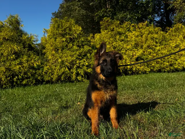 German Shepherd dogs Black - Ad 2