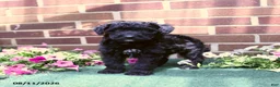 Sheltiedoodle dogs for sale: Willoughby - Ad 2