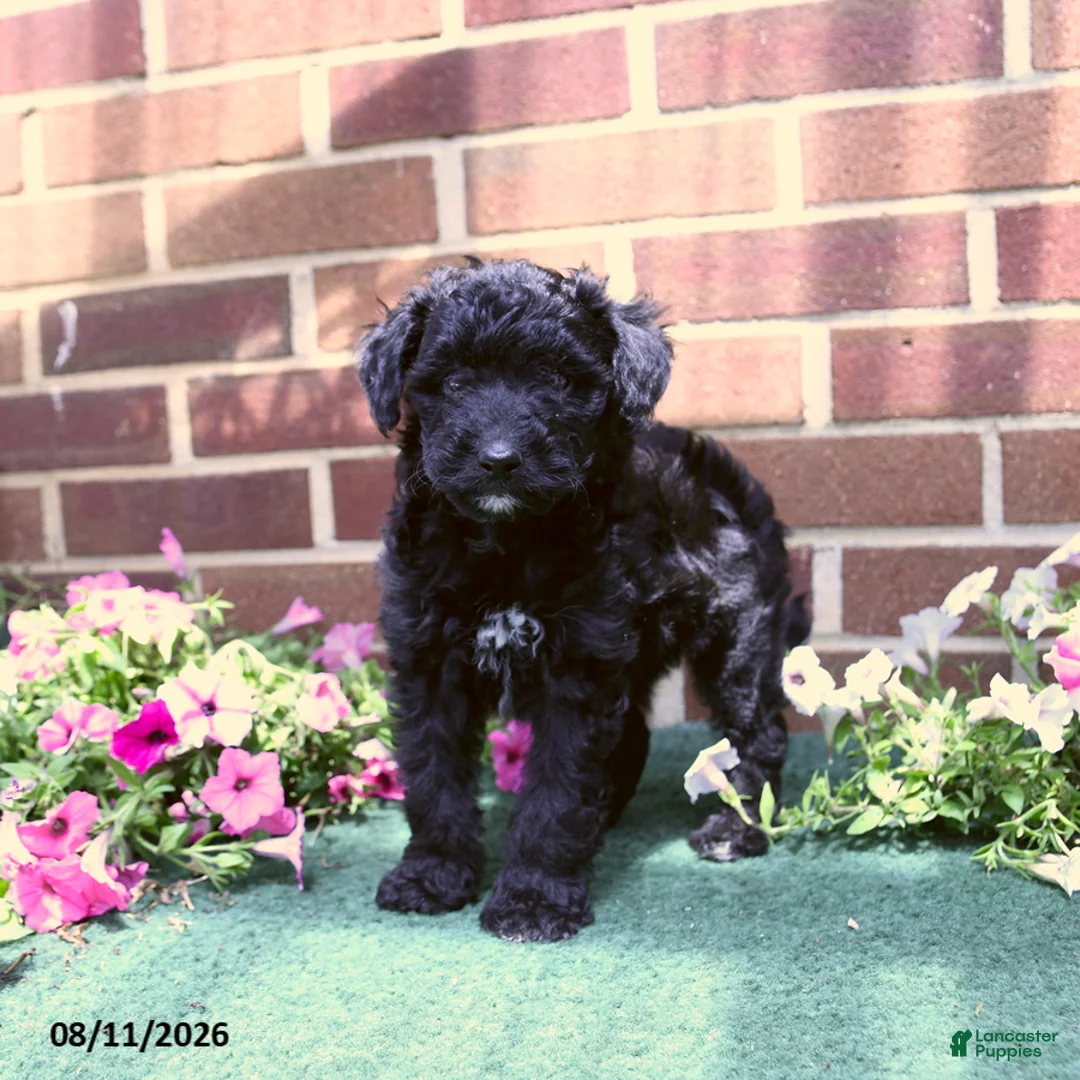 Sheltiedoodle dogs for sale: Willoughby - Ad 2