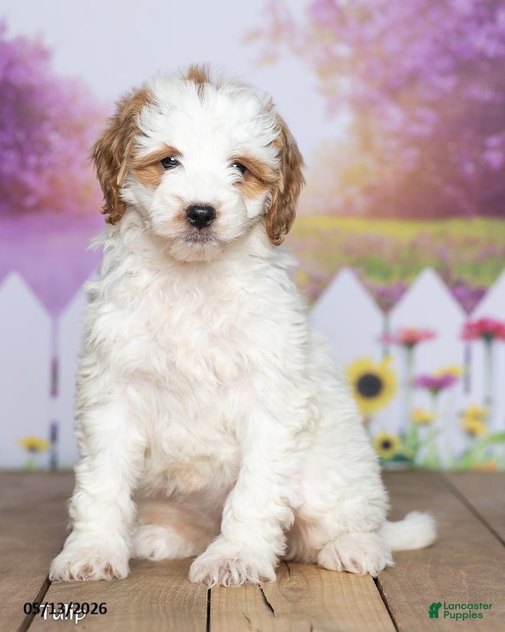 Mini Goldendoodle dogs Tulip - Ad 2