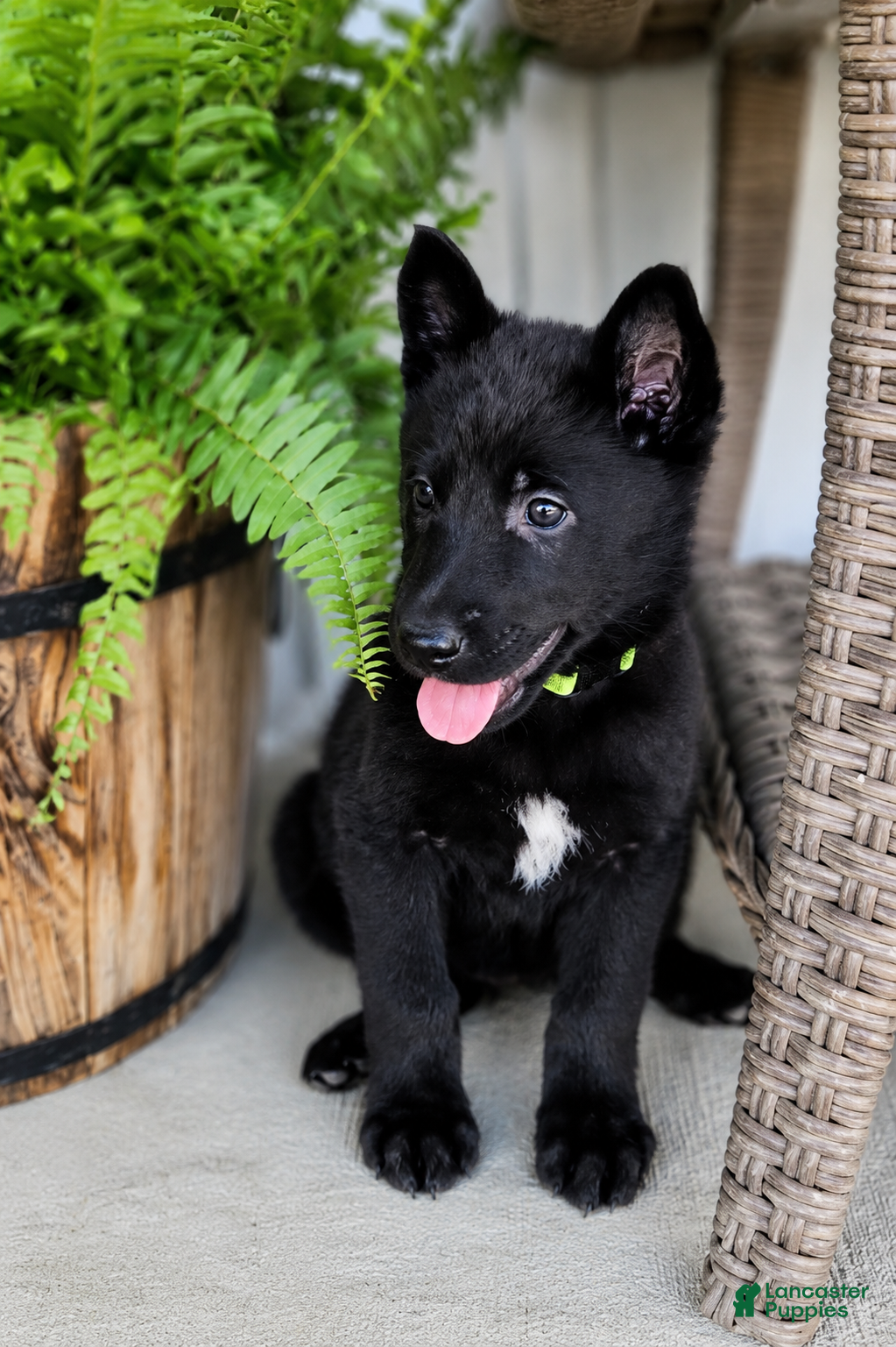 German Shepherd dogs Clover - Ad 2