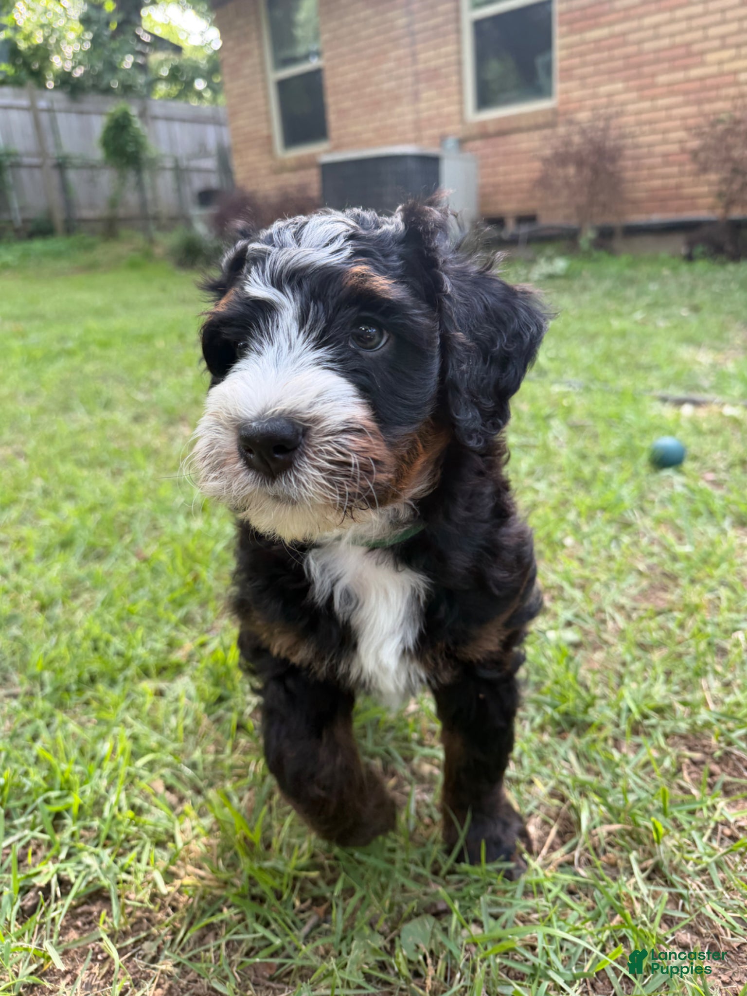 Mini Bernedoodle dogs Pepperjack - Ad 7
