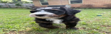Pepperjack