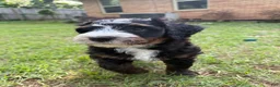 Mini Bernedoodle dogs for sale: Pepperjack - Ad 1