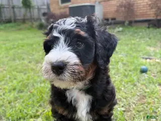 Mini Bernedoodle dogs Pepperjack - Ad 10