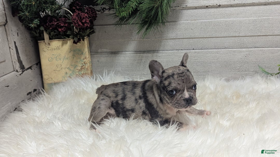 French Bulldog dogs for sale: Muffin - Ad 2