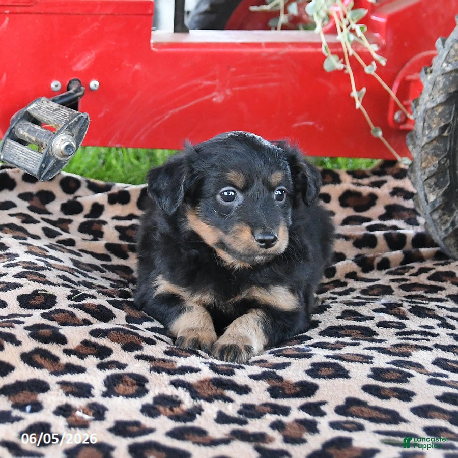 Pomapoo dogs Ollie - Ad 1