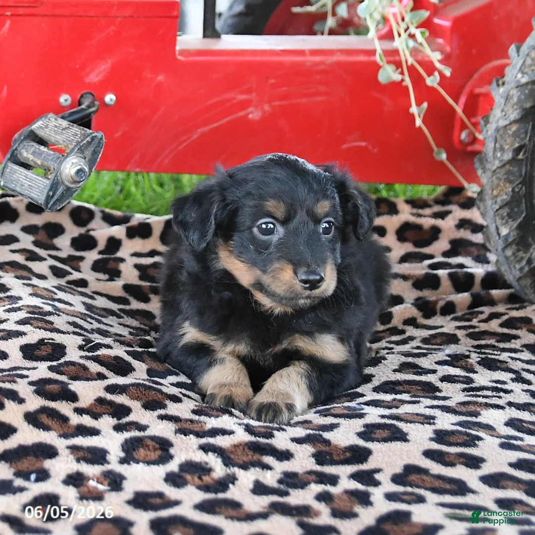 Pomapoo dogs for sale: Ollie - Ad 1