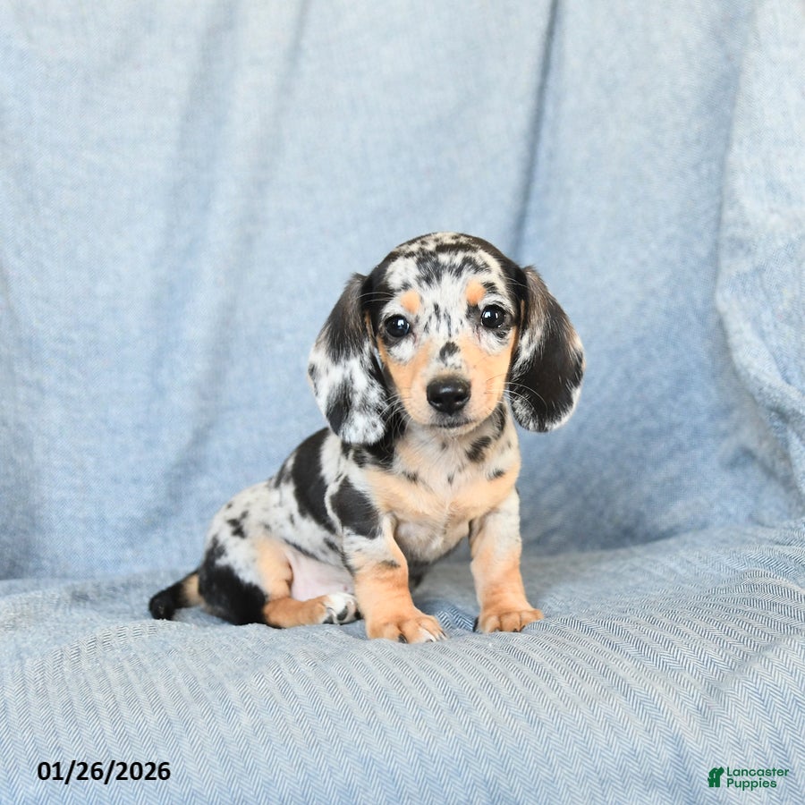 Miniature Dachshund dogs for sale: Candy - Ad 1