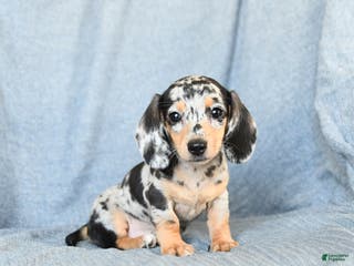 Miniature Dachshund dogs for sale: Candy - Ad 1
