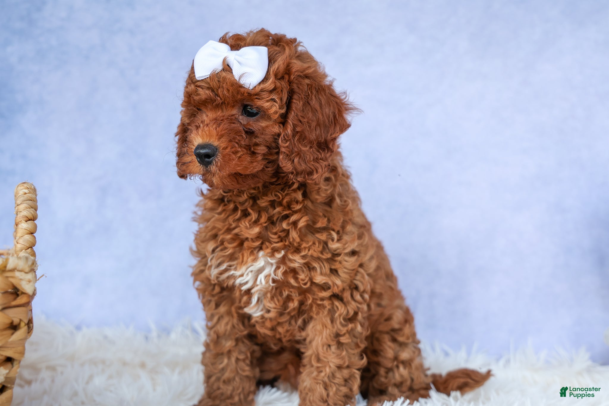 Cavapoo dogs TASHA - Ad 2