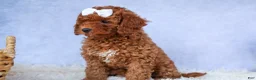 Cavapoo dogs for sale: TASHA - Ad 2