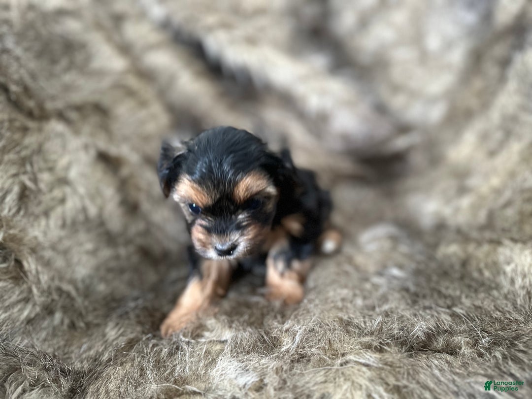 Shorkie dogs for sale: Camryn - Ad 6