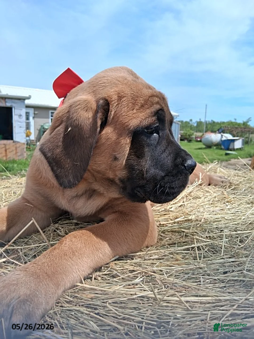 English Mastiff dogs for sale: Sissy - Ad 1