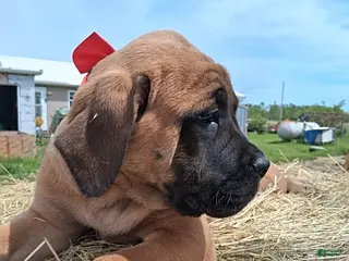 English Mastiff dogs for sale: Sissy - Ad 3