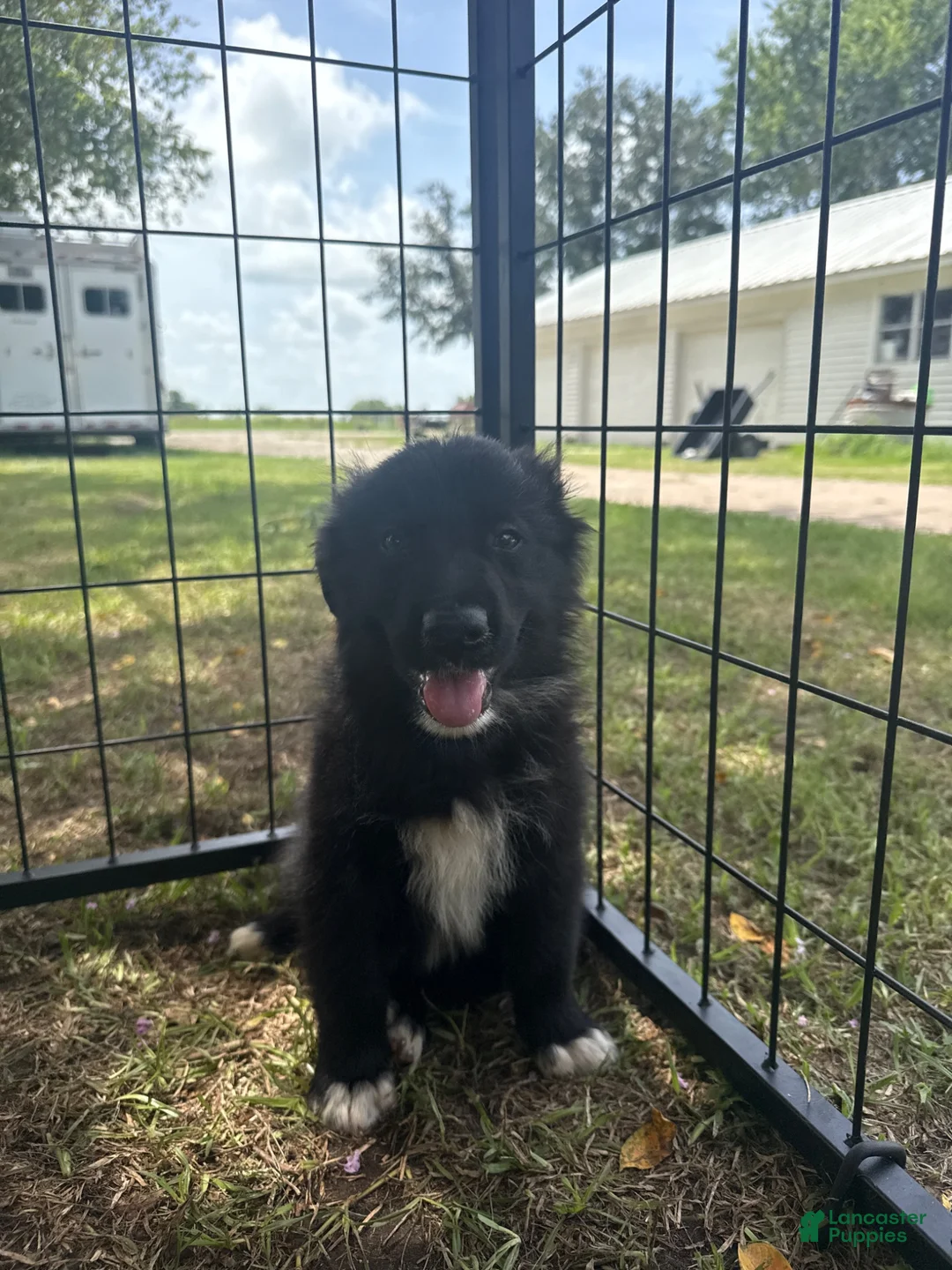 Mixed Breed dogs for sale: Rocker - Ad 1