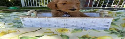 Goldendoodle dogs for sale: Potato - Ad 3