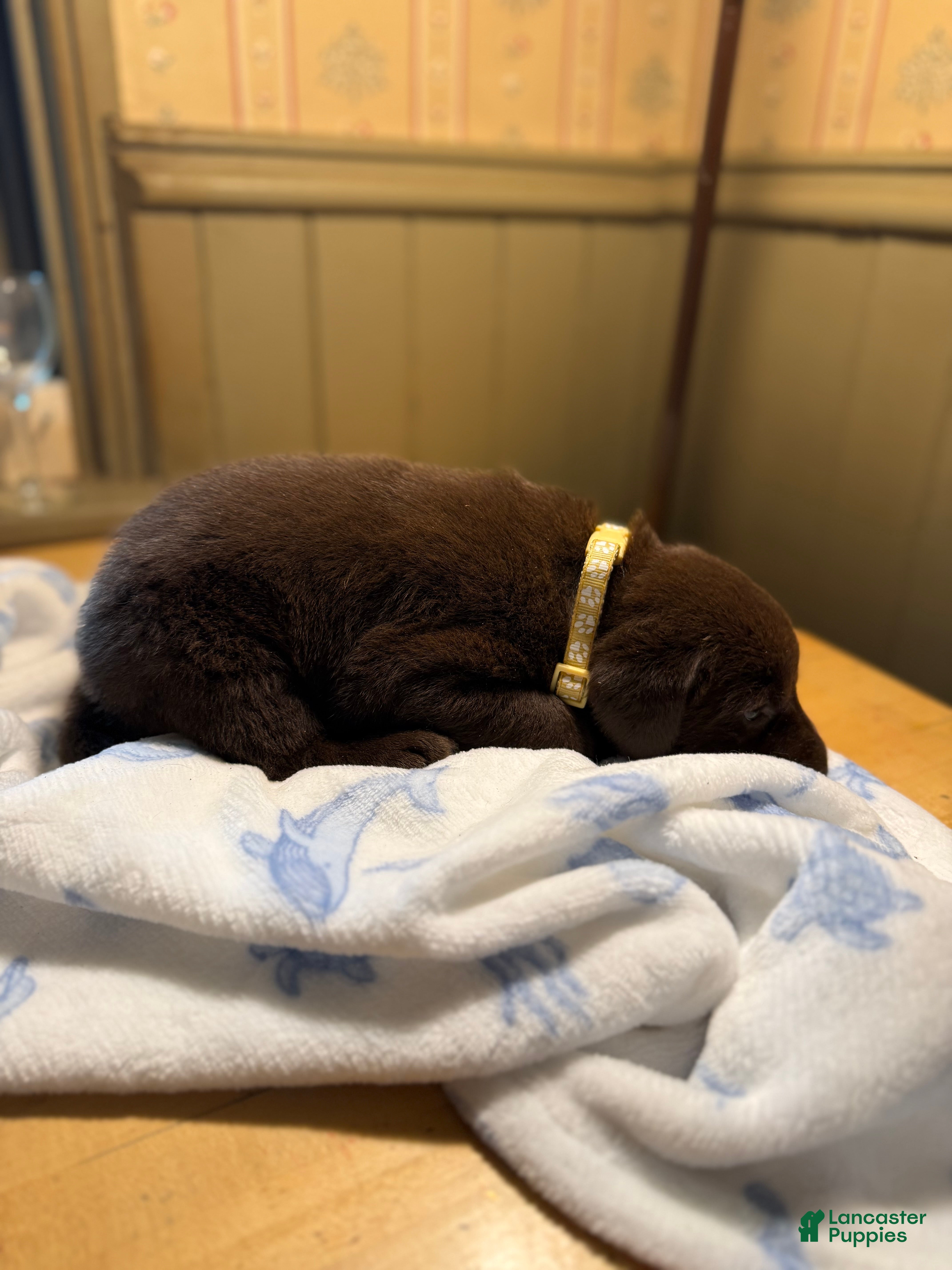 Labrador Retriever dogs Labrador Retriever Puppy LIGHT BROWN/Yellow  - Ad 2