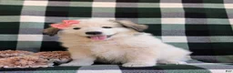 Mixed Breed dogs for sale: Morgan - Ad 4