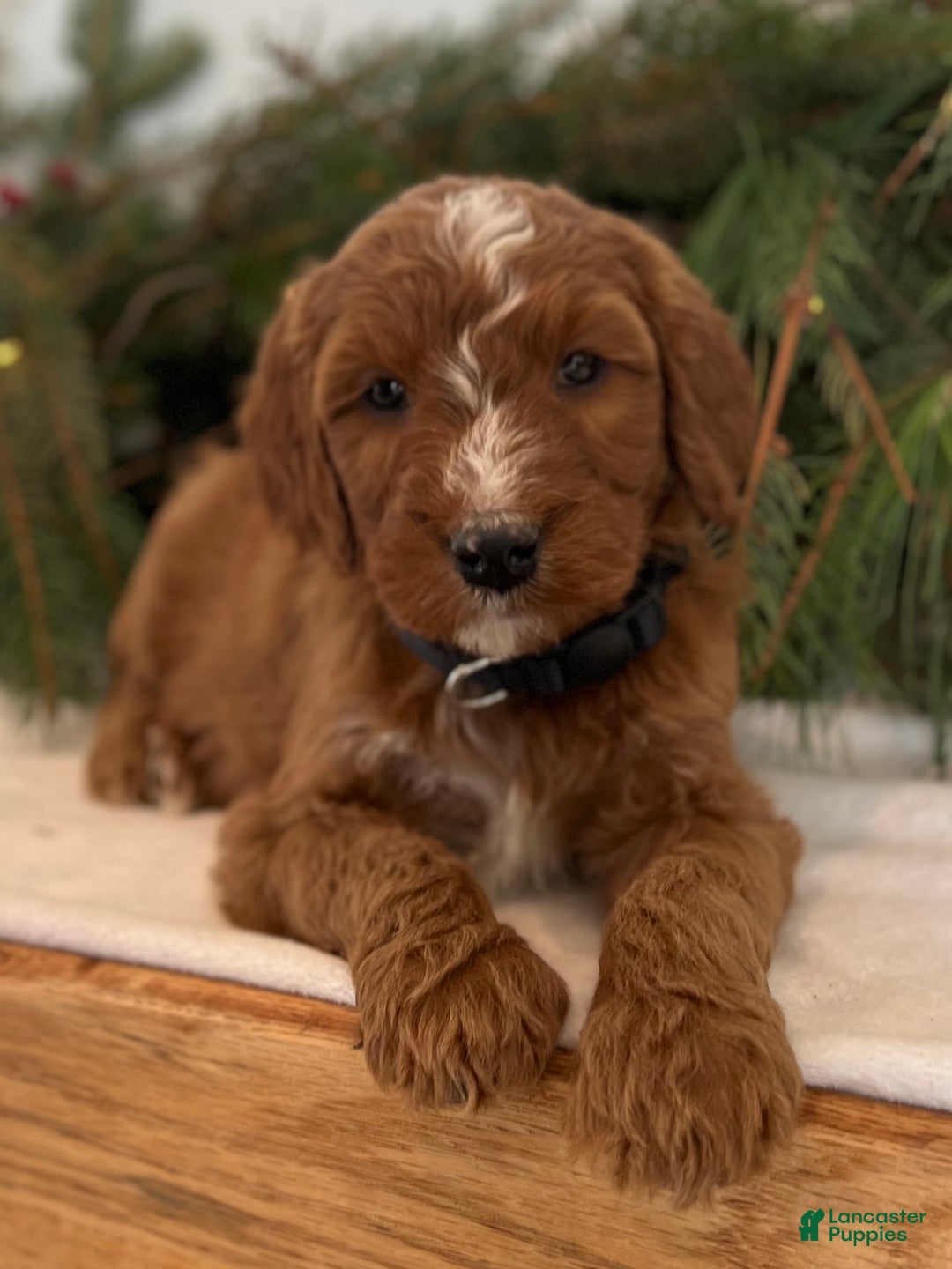 Irish Doodle dogs for sale: Holly - Ad 6