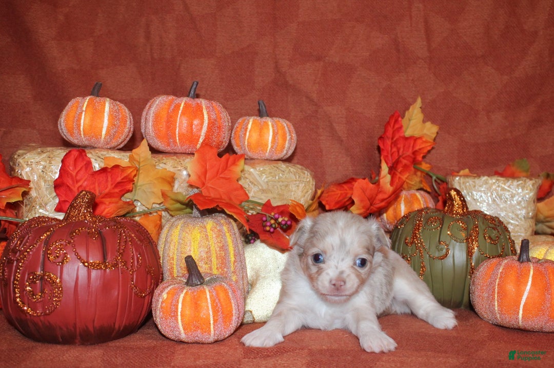 Chihuahua dogs for sale: Naji - Ad 2