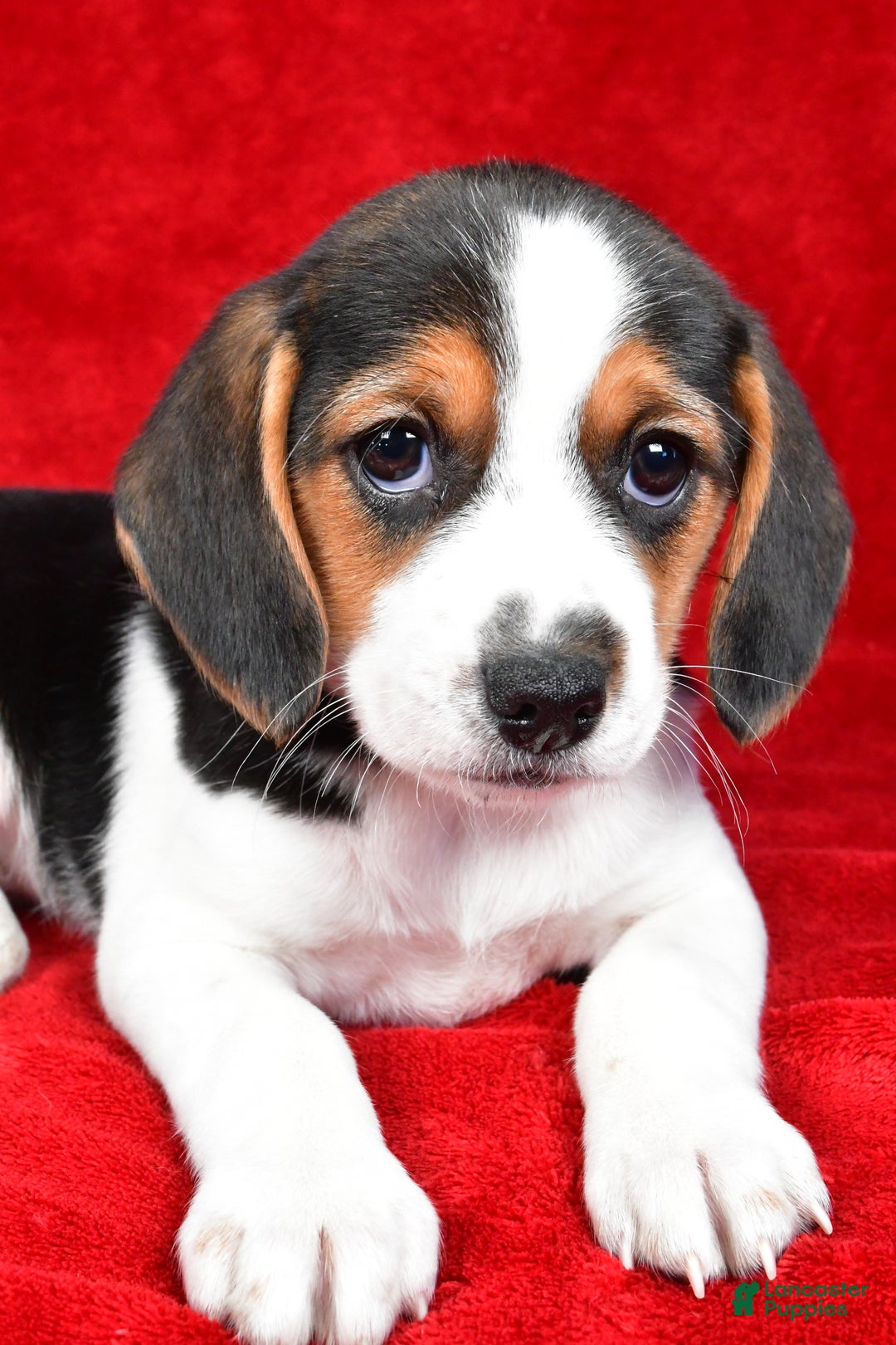 Beagle dogs for sale: Anita - Ad 10