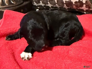 Mixed Breed dogs Beauty - Ad 36