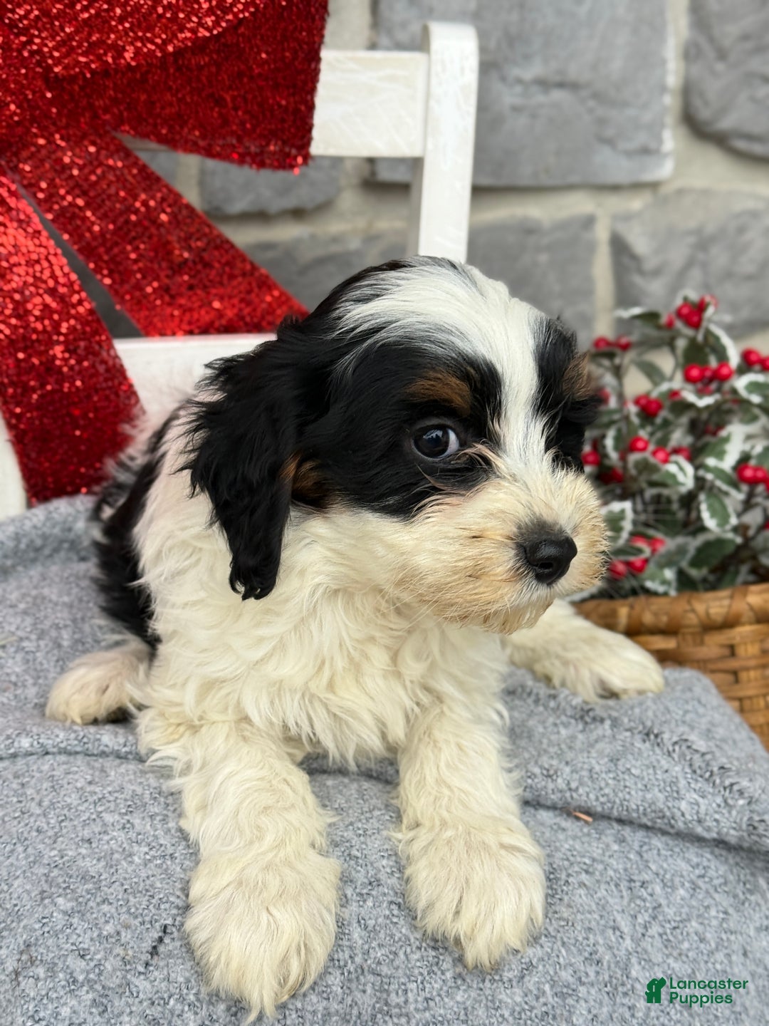 Cavapoo dogs for sale: Allie - Ad 5