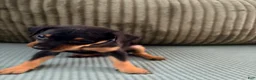 Miniature Pinscher dogs for sale: Leo - Ad 9