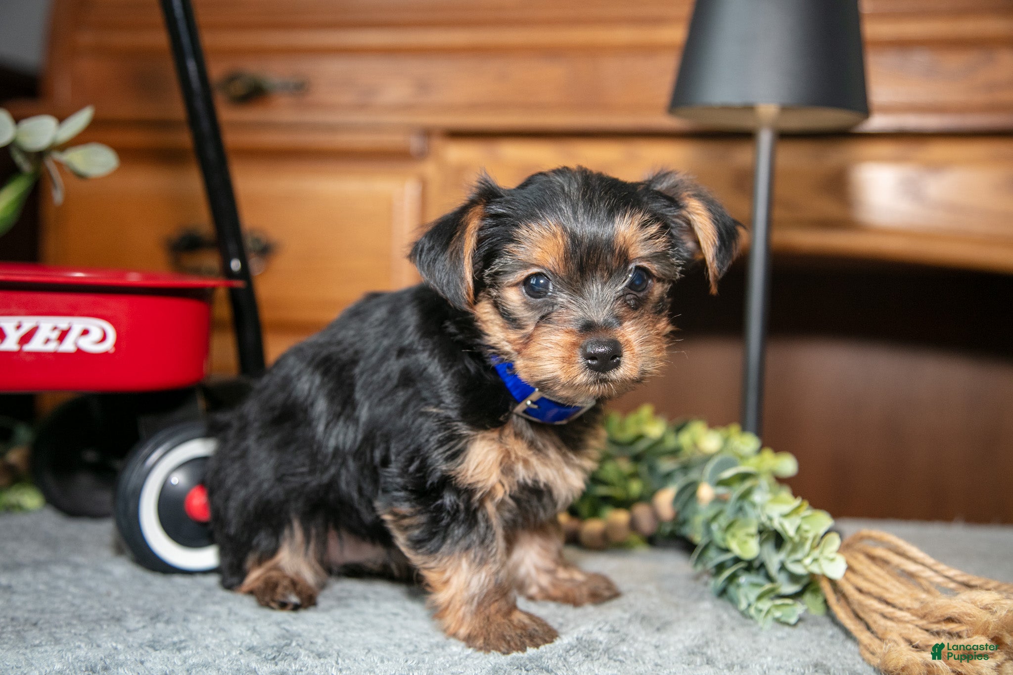 Yorkshire Terrier dogs Ruby - Ad 2