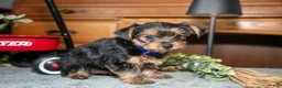 Yorkshire Terrier dogs for sale: Ruby - Ad 2
