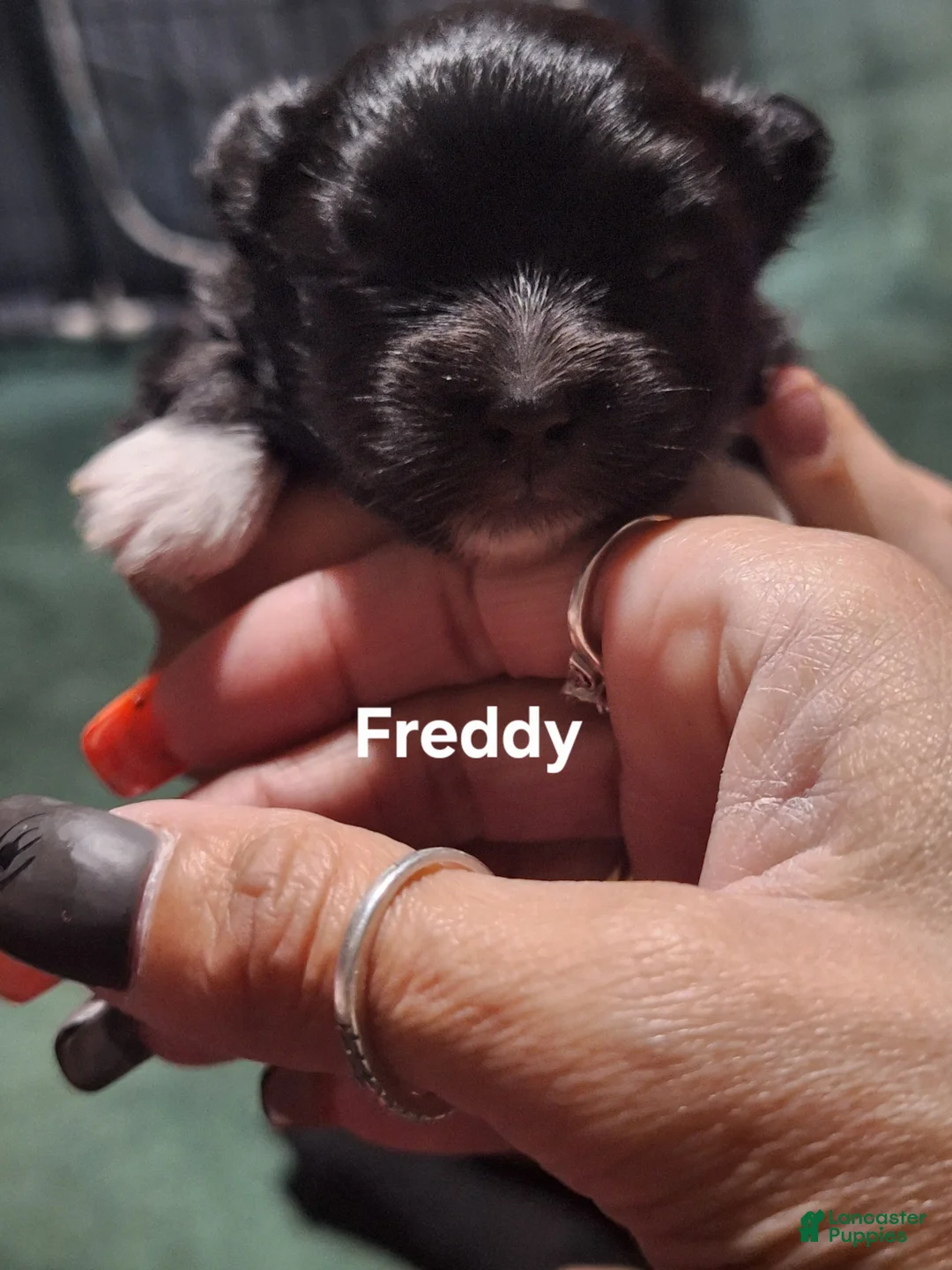 Pomeranian dogs for sale: Freddy - Ad 2