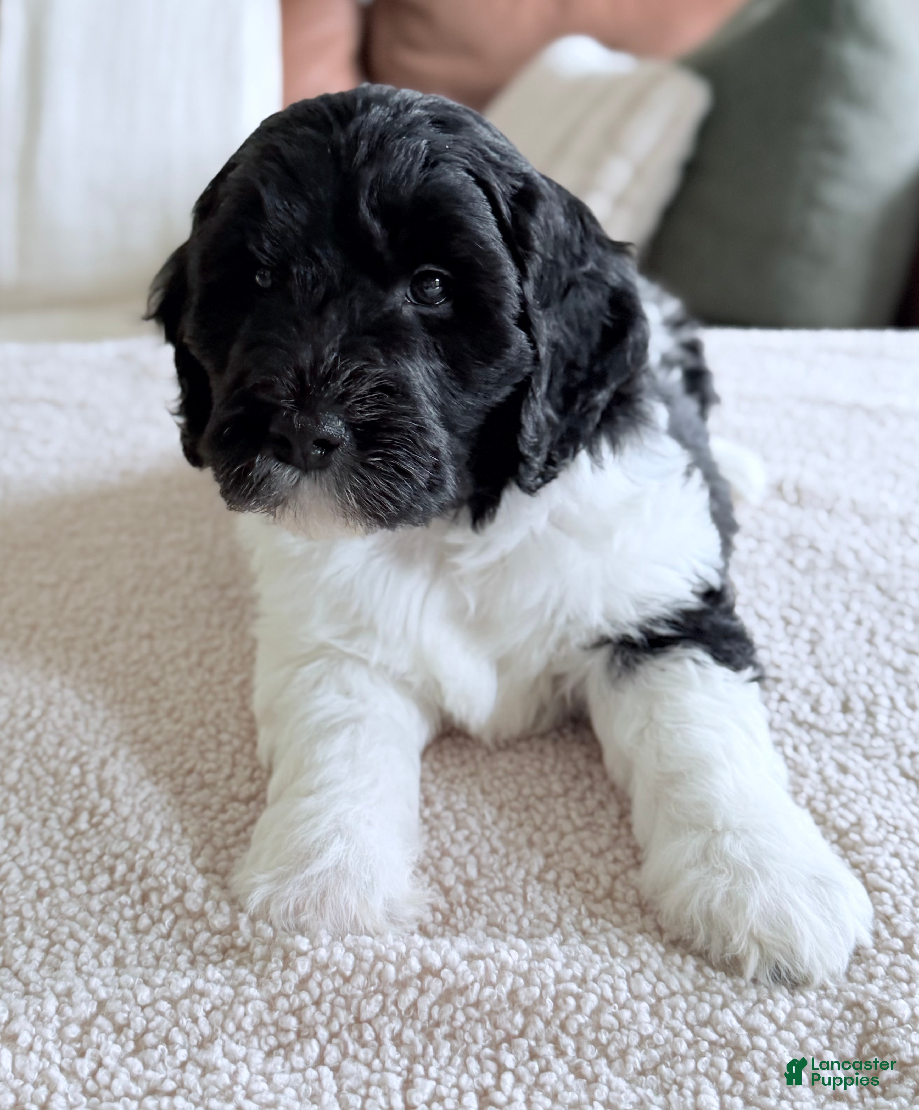 Goldendoodle dogs Bunny  - Ad 1