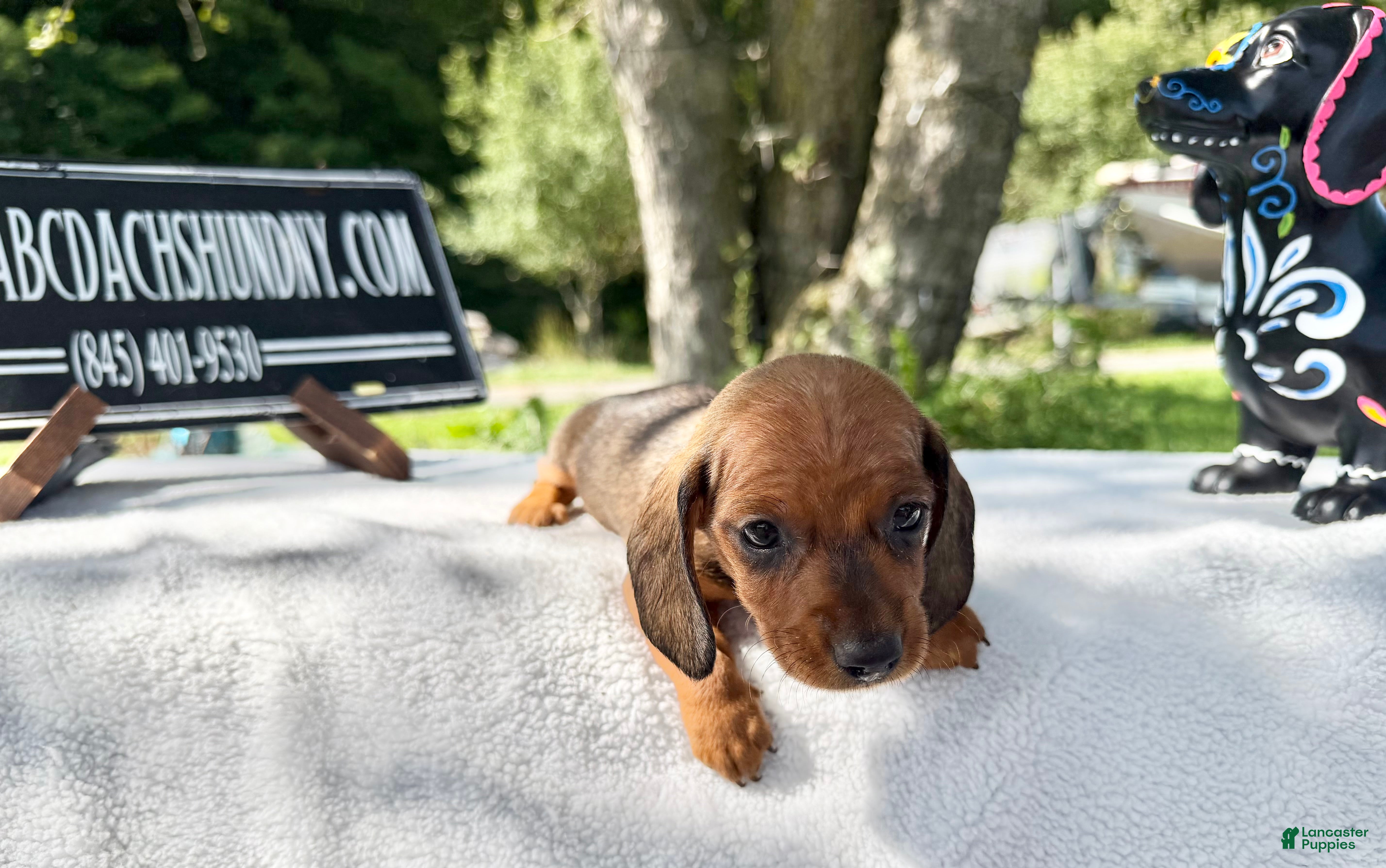 Miniature Dachshund dogs Red smooth Russian girl - Ad 42