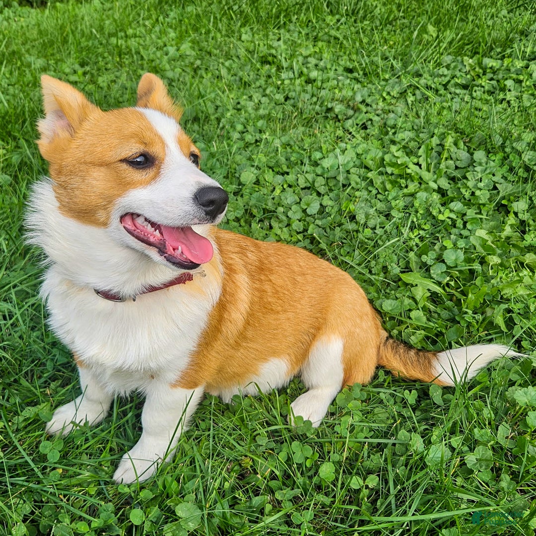 Dog Pure White Corgi Welsh Corgi Pembroke Puppies For Sale Under