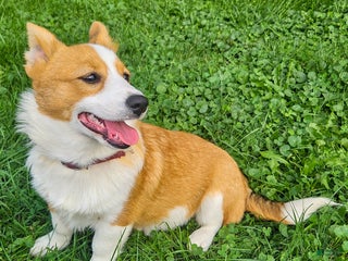 Welsh Corgi Pembroke dogs - Ad 15