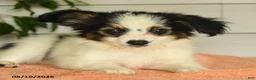 Papillon dogs for sale: Rascal - Ad 3