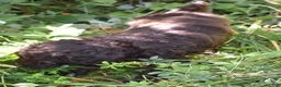 Standard Poodle dogs for sale: Standard Poodle 8 Brown with a tiny bit of white - Ad 11