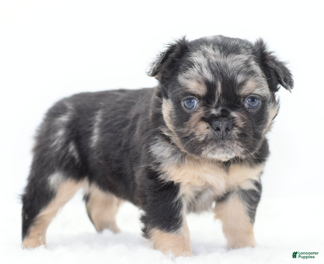 Mixed Breed dogs for sale: Chuck chocolate tri-color fluffy  - Ad 2