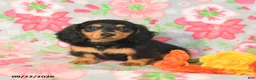 Miniature Dachshund dogs for sale: Rascal - Ad 1
