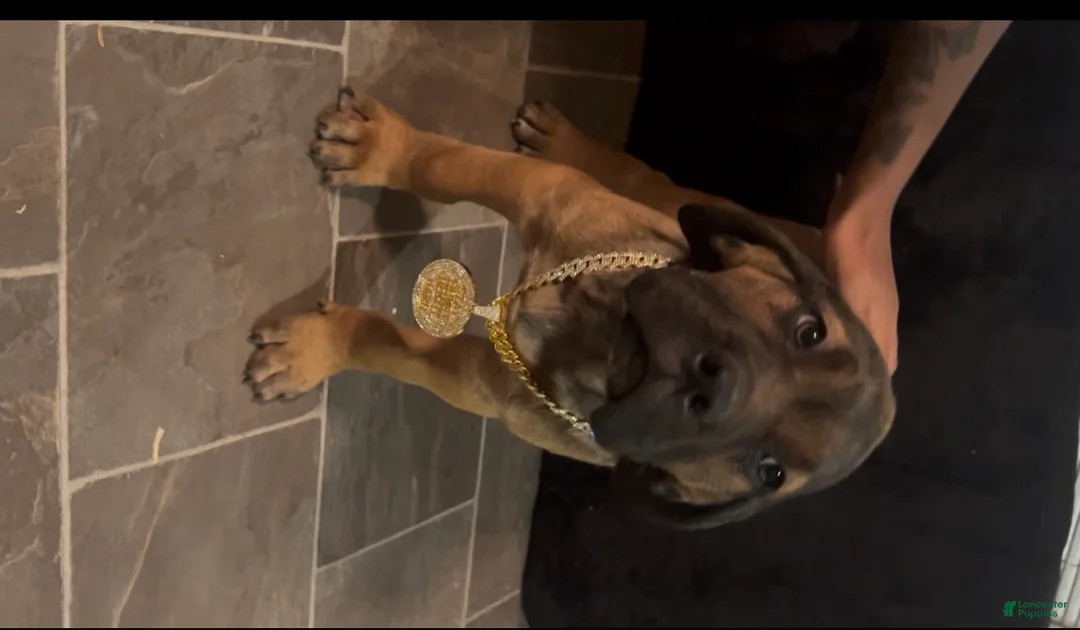 Cane Corso dogs for sale: MAX 🩵 - Ad 2