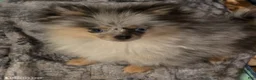 Pomeranian dogs for sale: Aca Harley  - Ad 3