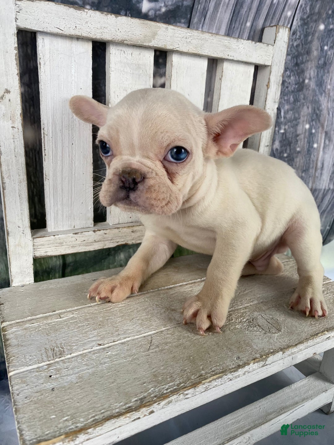 Mixed Breed dogs for sale: Bobby - Ad 3